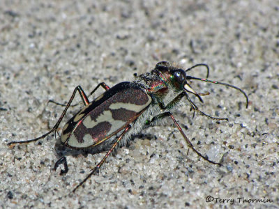 Cicindela tranquebarica - Oblique-lined Tiger Beetle 13a.jpg