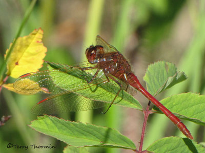 Sympetrum costiferum - Saffron-winged Meadowhawk male 2a.jpg