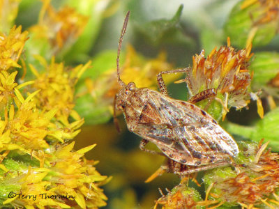 Stictopleurus punctiventris - Scentless Plant Bug 1a.jpg