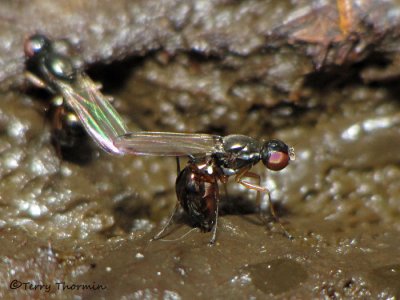 Sepsis sp. - Ant-like Scavenger Fly ovipositing A1a.JPG