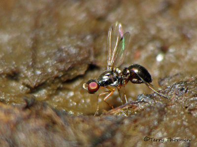 Ant-like Scavenger Flies - Sepsidae
