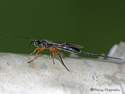 Ichneumonidae - Ichneumonid Wasp T1a.jpg