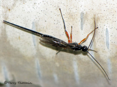 Ichneumonidae - Ichneumonid Wasp T2a.jpg