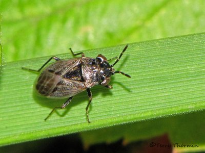Big-eyed Bugs - Geocoridae