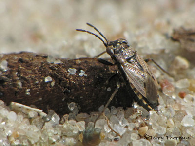 Big-eyed Bugs - Geocoridae