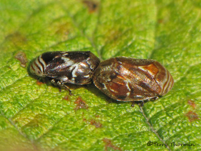 Clastoptera obtusa - Alder Spittlebugs mating 1a.JPG