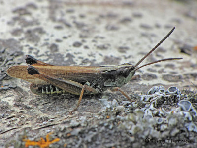 Chorthippus curtipennis - Marsh Meadow Grasshopper 5a.jpg
