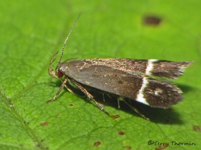 Anacampsis agrimoniella - Agrimony Leaf Roller 3a.jpg