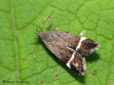 Twirler Moths - Gelechiidae