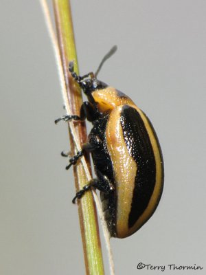 Calligrapha californica - Leaf Beetle 6a.jpg