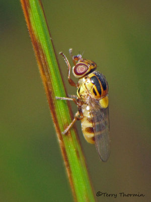 Chlorops sp. - Grass Fly A1a.jpg