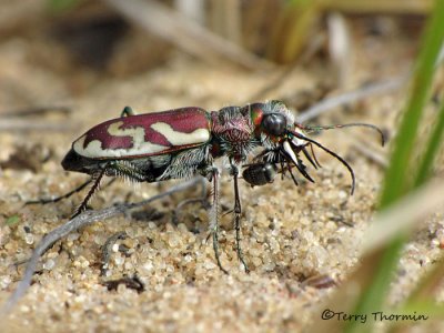 Cicindela lengi - Blowout Tiger Beetle with ant 1a.jpg
