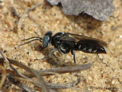 Tachysphex similis - Digger wasp 1a.jpg