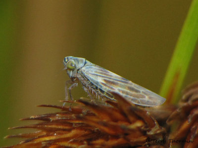 Macrosteles sp. - Leafhopper A2a.jpg
