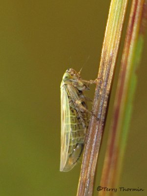 Macrosteles sp. - Leafhopper A3a.jpg
