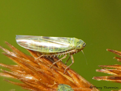 Macrosteles sp. - Leafhopper A1a.jpg
