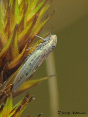 Balclutha sp. - Leafhopper A1a.jpg