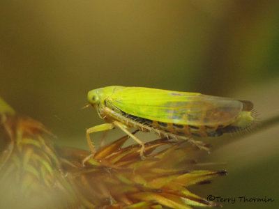 Elymana sp. - Leafhopper A1a.jpg