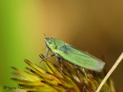 Helochara communis - Leafhopper male 2a.jpg