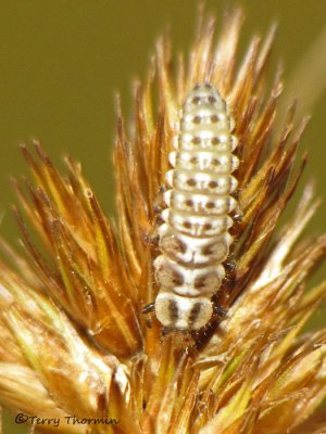 Anisosticta bitriangularis - Marsh Ladybug larva 1a.jpg
