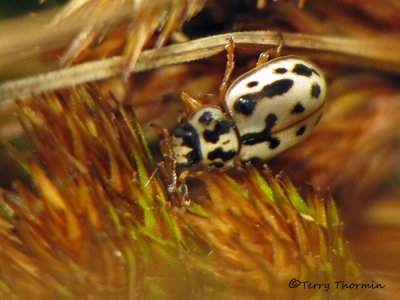 Anisosticta bitriangularis - Marsh Ladybug 4a.jpg