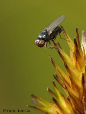 Ephydridae - Shore Fly A1a.jpg