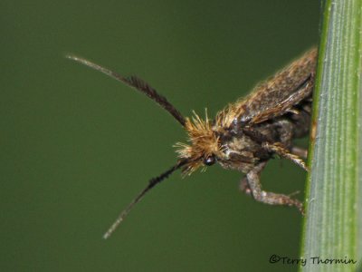 Casebearer Moths - Coleophoridae