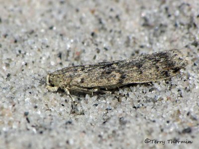 Gelechiidae - Gelechiid moth A1a.jpg