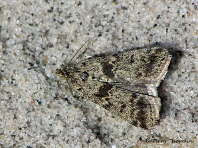 Twirler Moths - Gelechiidae