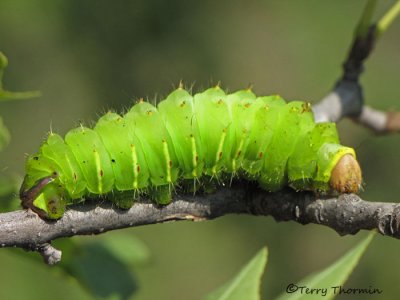 Antheraea polyphemus - Polyphemus caterpillar 1a.jpg