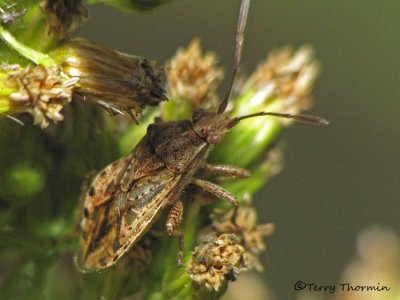 Stictopleurus punctiventris - Scentless Plant Bug 3a.jpg
