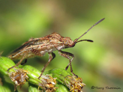 Stictopleurus punctiventris - Scentless Plant Bug 4a.jpg