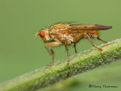 Heleomyzid Flies - Heleomyzidae
