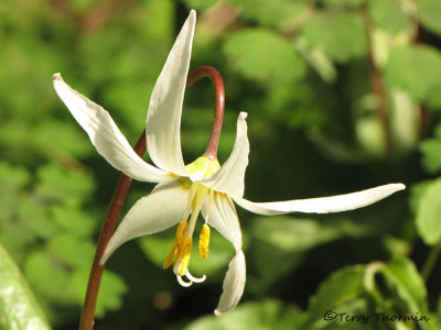 White Fawn Lily - Erythronium oregonum 3a.jpg
