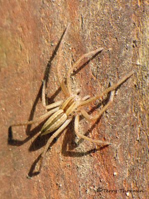 Tibellus sp. - Grass Spider A1a.jpg