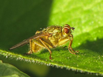 Scathophaga stercoraria - Golden Dung Fly 1a.jpg