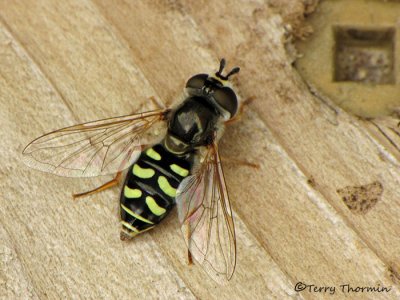 Eupeodes sp. - Flower Fly C4a.jpg