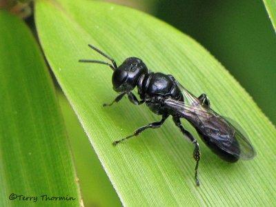 Crossocerus sp. - Digger wasp A1a.jpg