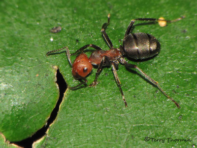 Formicidae - Ants of B.C.