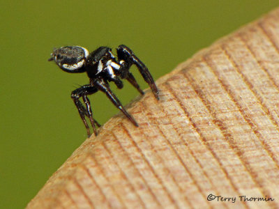 Metaphidippus mannii - Jumping Spider 2a.jpg