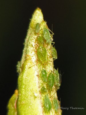 Green aphids A1a.jpg