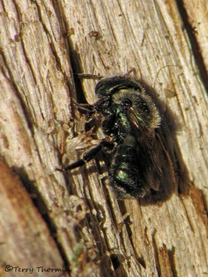 Osmia lignaria - Blue Orchard Mason Bee 1a.jpg