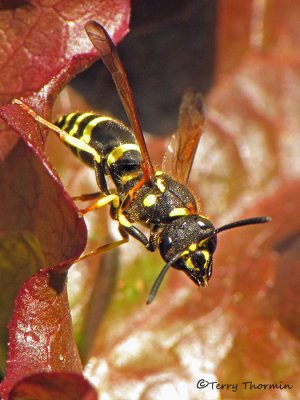 Ancistrocerus antilope - Potter Wasp 4a.jpg