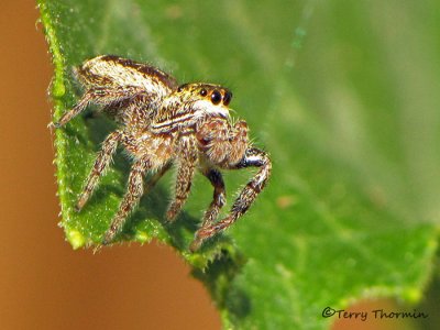 Salticidae - Jumping Spider A1a.jpg