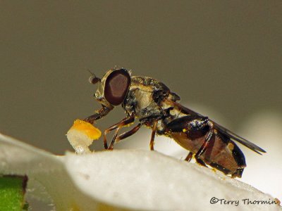 Syritta pipiens - Flower fly 11a.jpg