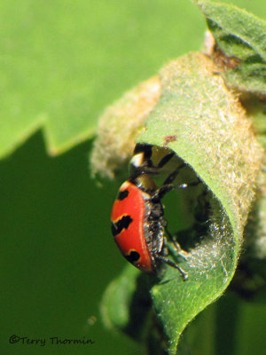 Coccinella trifasciata - Three-banded Lady Beetle 1a.jpg