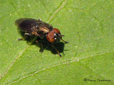 Orthonevra sp. - Flower fly A1a.jpg