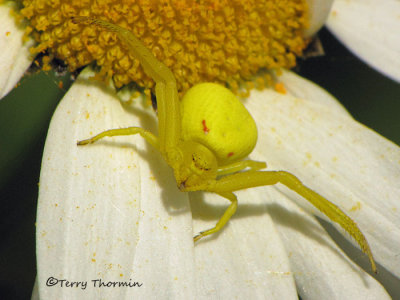 Misumena vatia - Goldenrod Spider 1a.jpg
