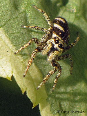 Salticus scenicus - Zebra Spider 2a.jpg