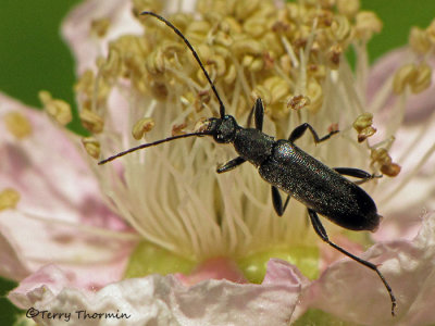 Grammoptera subargentata - Long-horned Beetle 2a.jpg